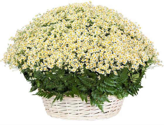 Цветочная композиция из Ромашки в корзине в Джигинка
